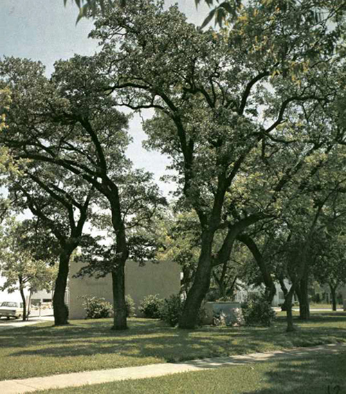 Whipping Oak-1969